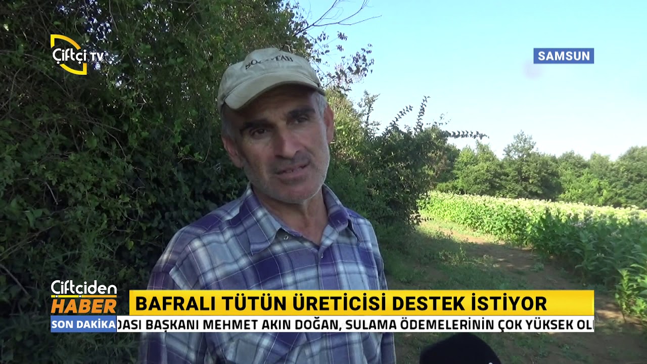 Bafralı Tütün Üreticisi Destek İstiyor