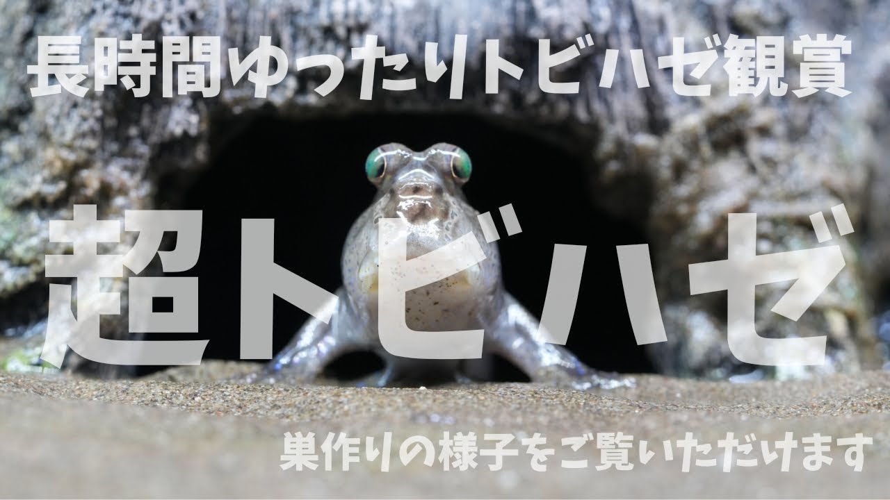 【作業用】トビハゼ巣作りをたっぷり2時間超え撮影、可愛くて不思議な生態の魚、トビハゼを最後までお楽しみください。