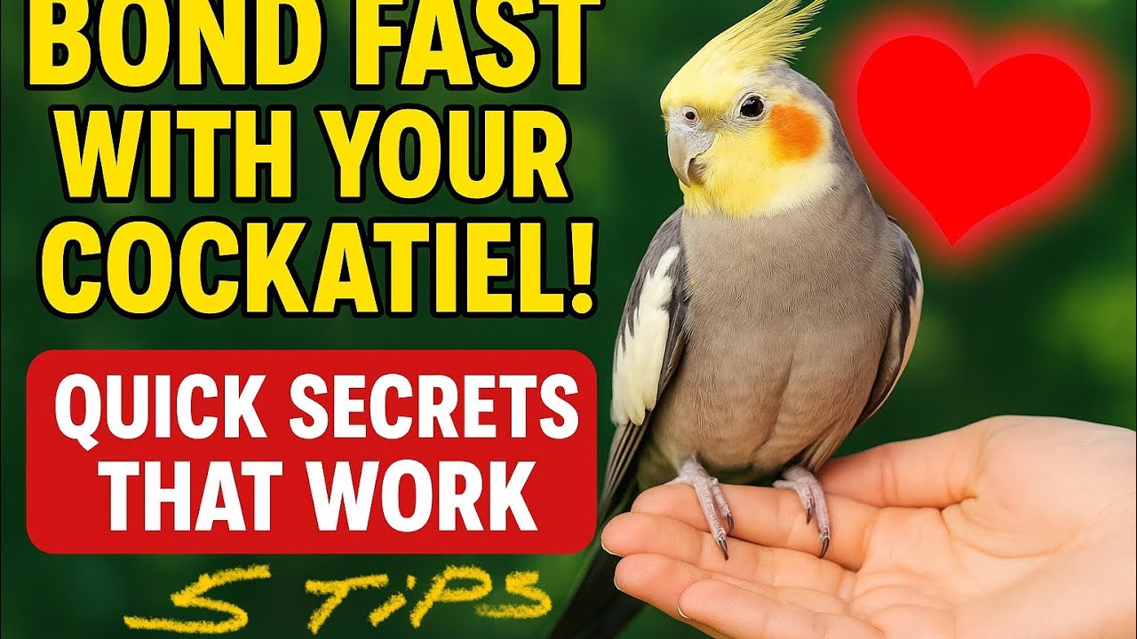 Top 5 Secrets to Bond with your Cockatiel. #birds #avian