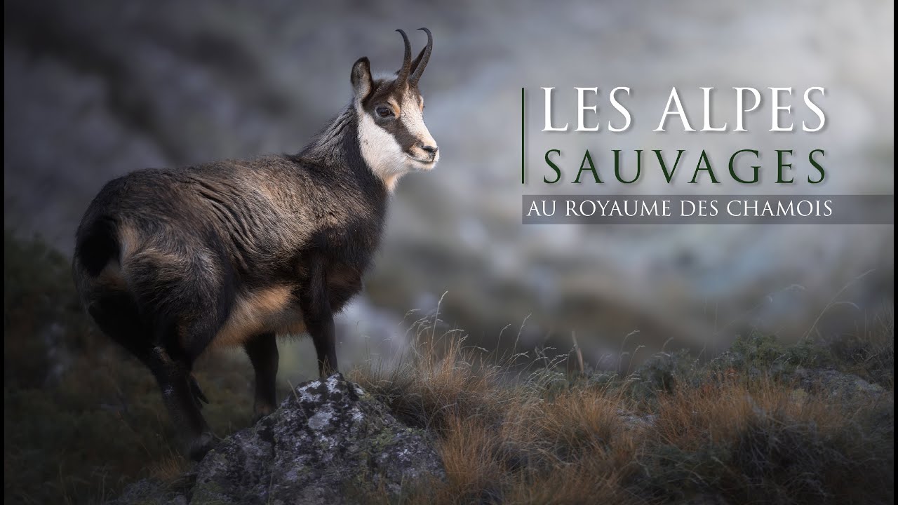 LES ALPES SAUVAGES  au royaume des Chamois