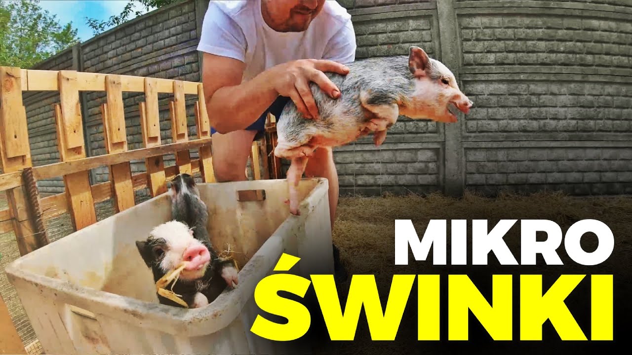 🐖 MIKRO ŚWINKI 🐖 dostałem 6 świnek od WIDZA 💪 MOJE MINI ZOO / odc. 221