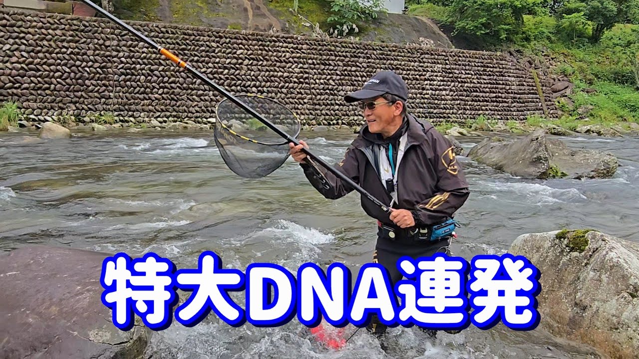 【佐見川 特大DNA連発で・・・】飛騨川漁協管内 佐見川 アユ生育調査