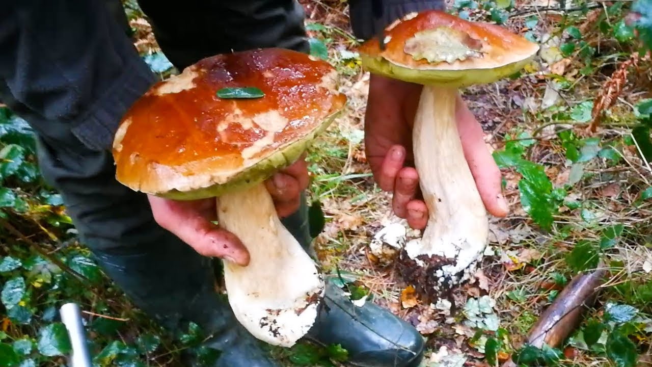 Espectaculares Boletus Edulis XXL Gigantes COGIENDO SETAS