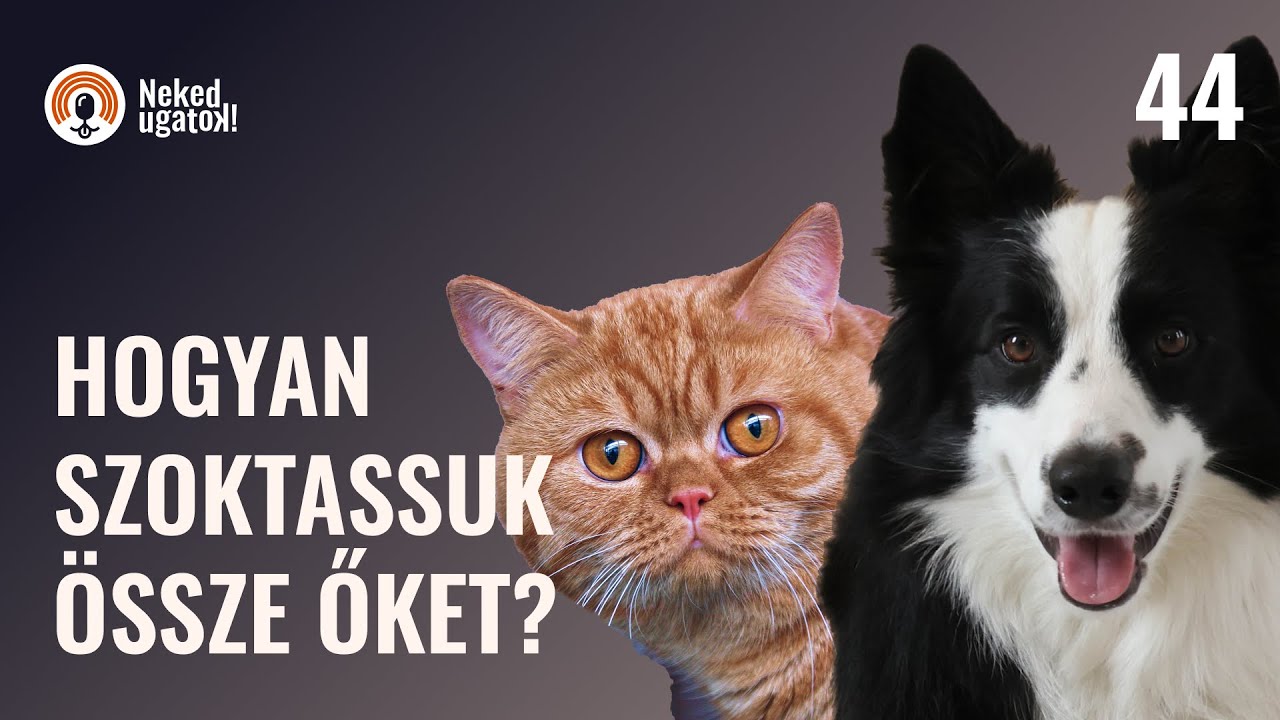 Kutya-macska barátság | Hogyan és hogyan ne? | #44