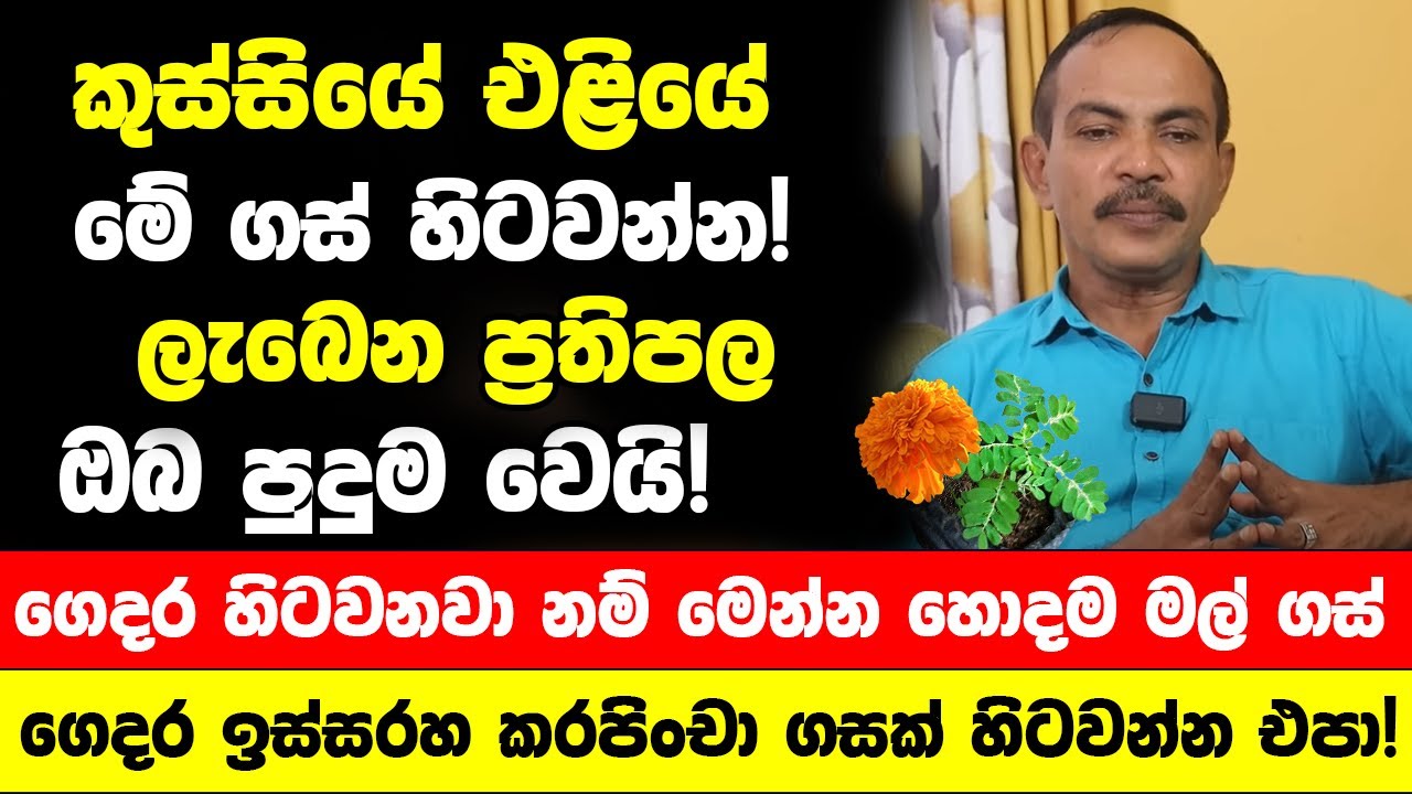 කුස්සියේ එළියේ මේ ගස් හිටවන්න! ලැබෙන ප්‍රතිපල ඔබ පුදුම වෙයි! ගෙදර ඉස්සරහ කරපිංචා ගසක් හිටවන්න එපා!