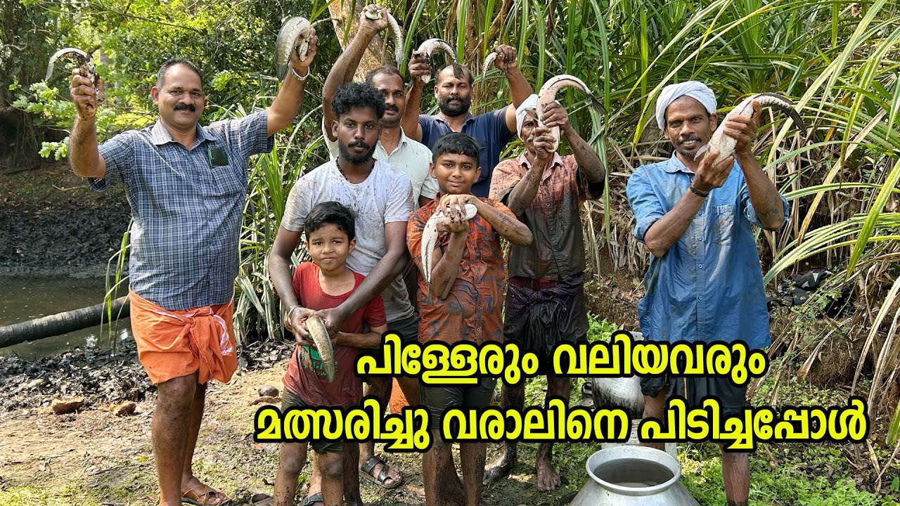 കുളം വറ്റിച്ചു മീൻ പിടുത്തം | Village fishing