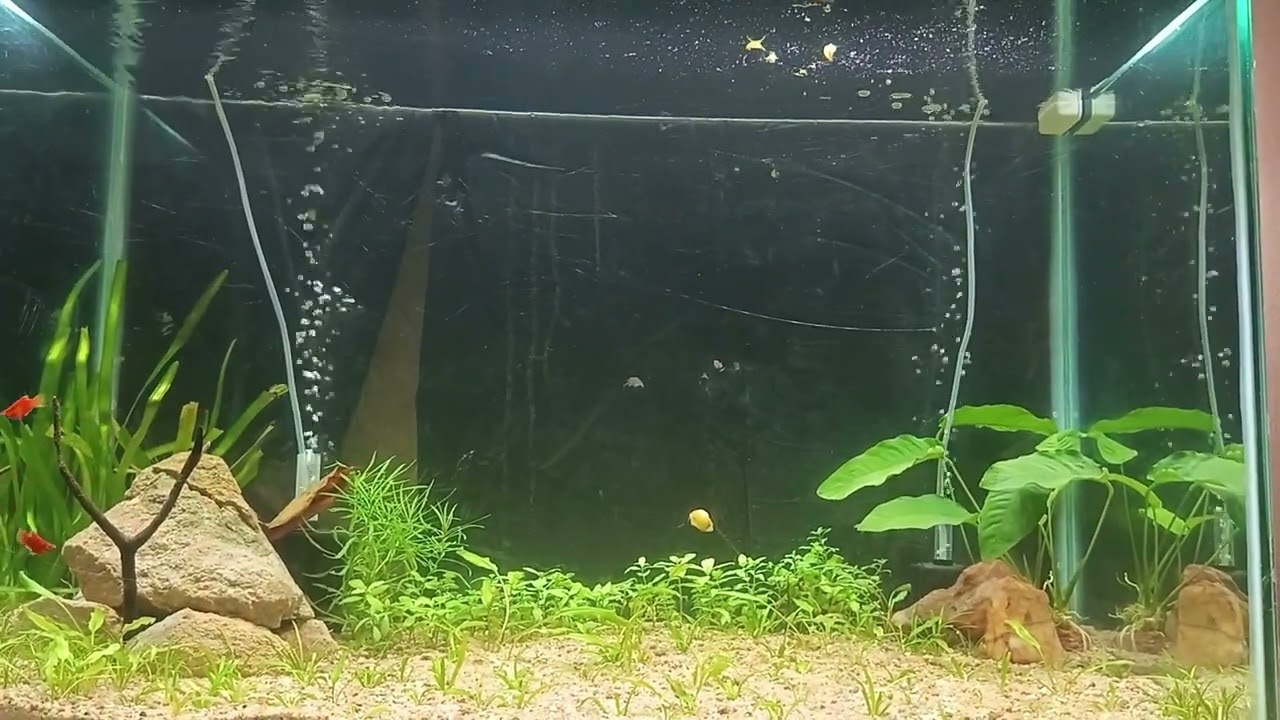 New fish tank#aquarium #aquascapegallery #reels #trending 