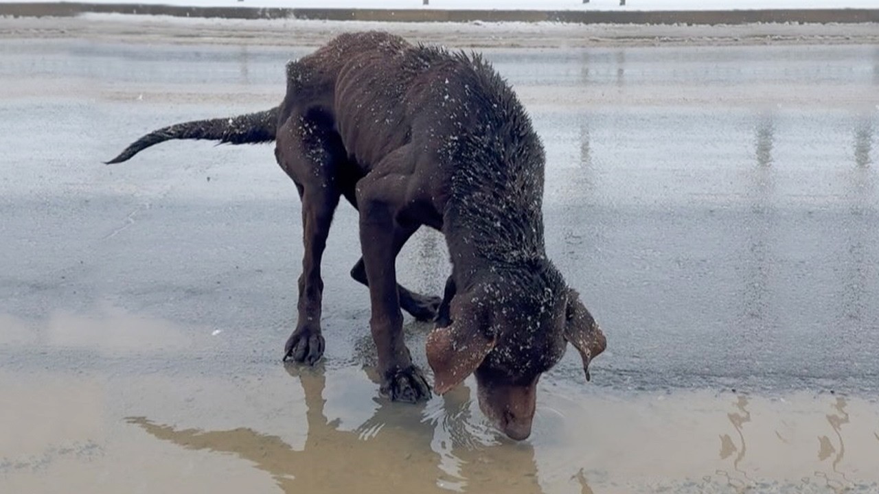 He Was Found Frozen and Starving on the Road But Refused to Give Up On Life