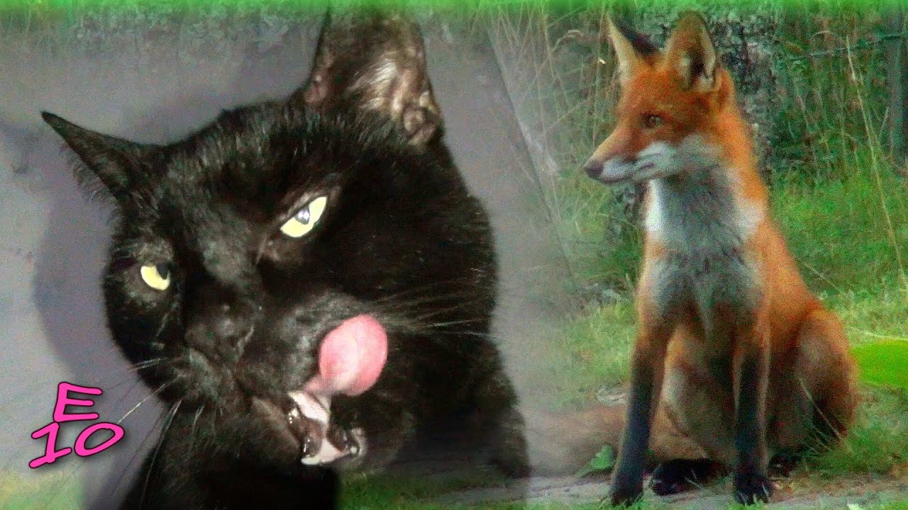 Cat vs Fox - Round Two (Peto the Cat)