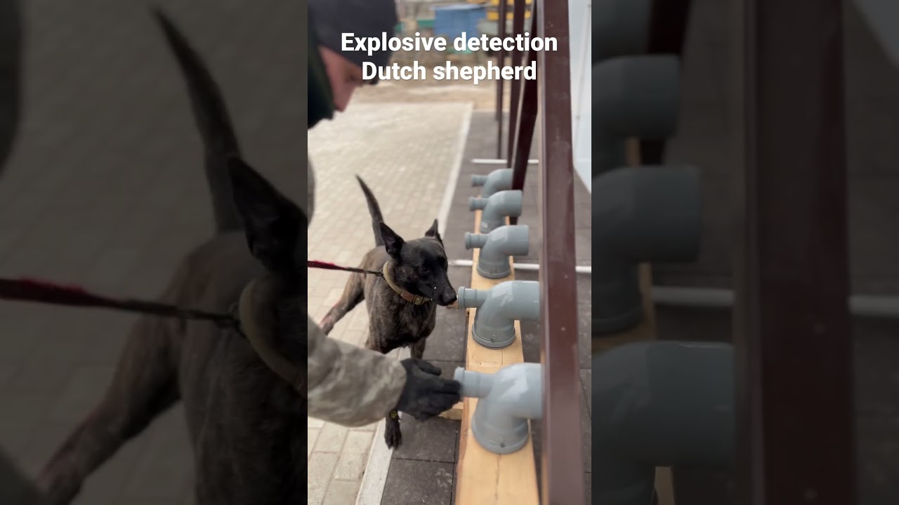 Explosive detection #dog #malinois #explosive #k9dogs