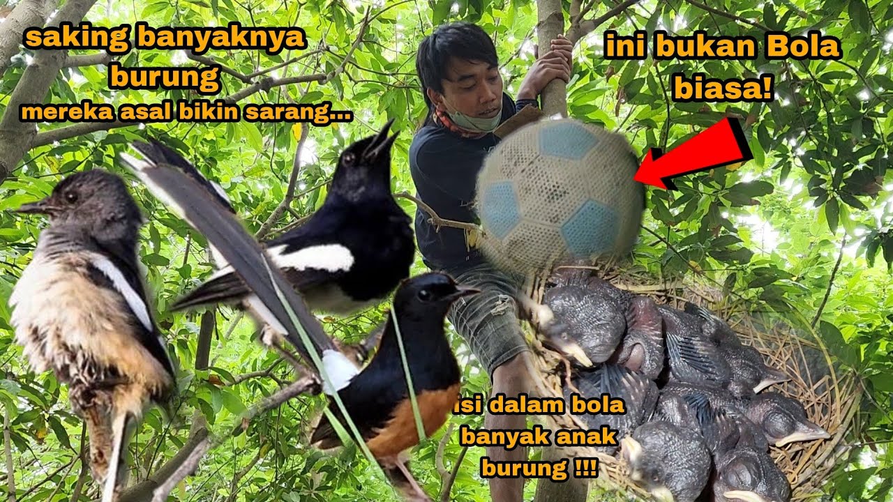 poin dan poin ngerol diani memang banyak sarang burung antiknya