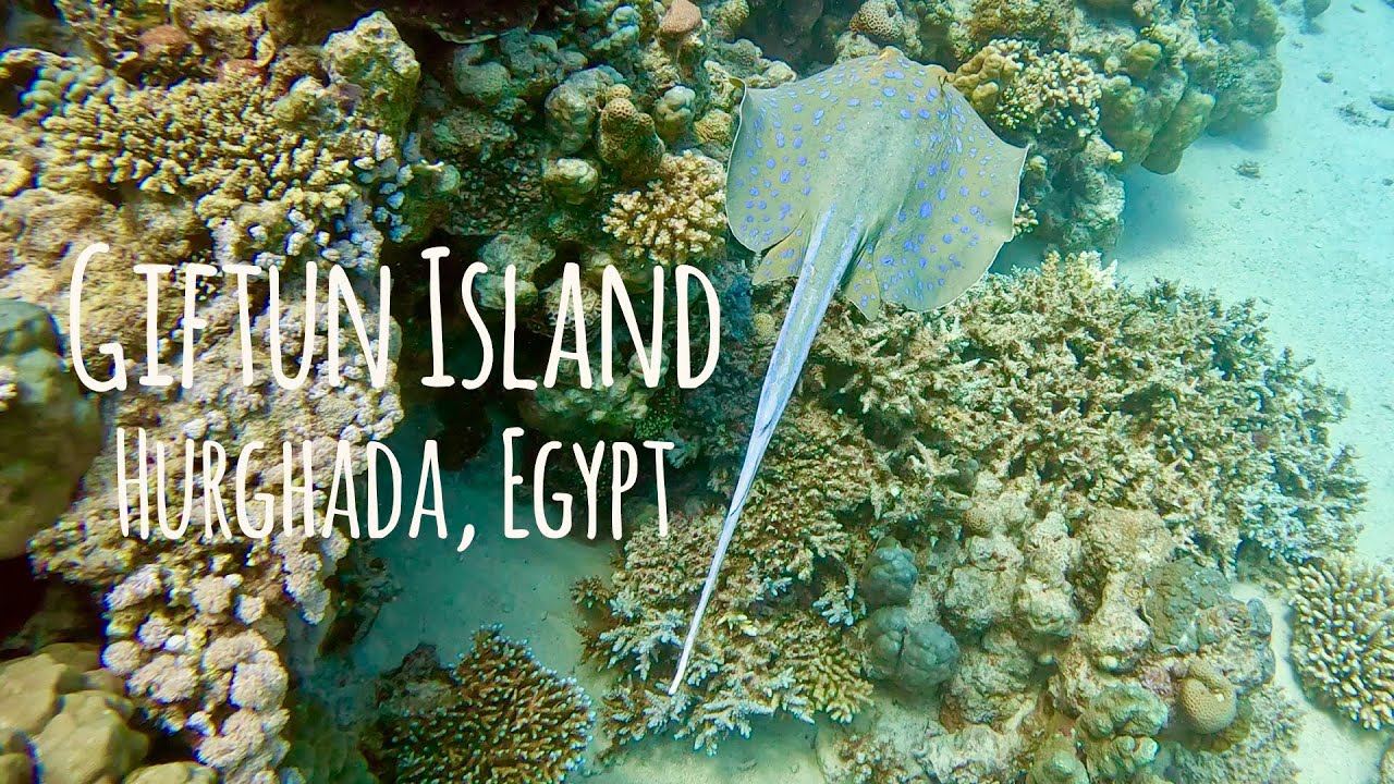 Scuba Diving Giftun Island 🐢🐠🪸 Hurghada, Egypt w Discovery Diver 4K Underwater Screensaver 🎵 Carlita