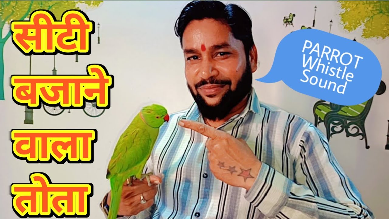 (*.*)🦜सीटी बजाने वाला तोता,Whistle sound my parrot #parrot #lalitdehariyaparrotlover #Whistle #सीटी