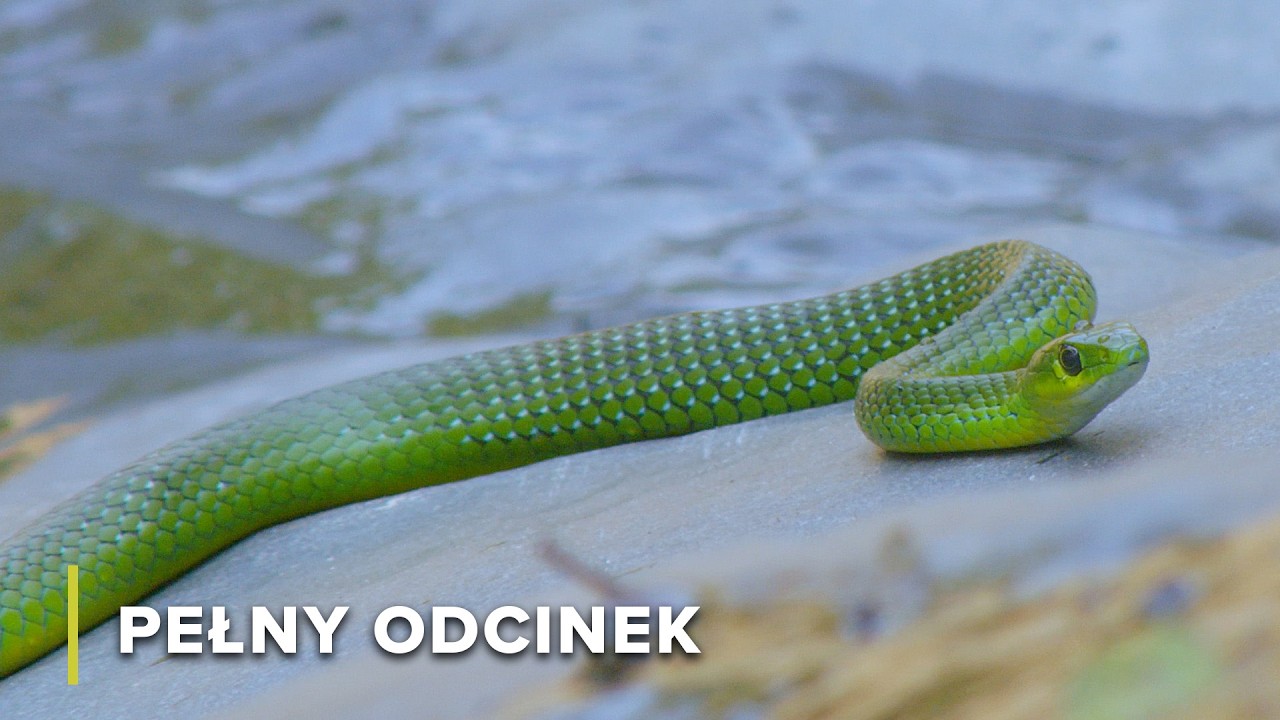 Sanktuarium na Niebie: Fauna i Flora G&oacute;r Chmurnych | Ukryte Kr&oacute;lestwa Afryki 102