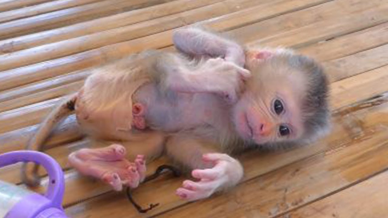 Hello, this is Kaka the monkey.Cute baby monkey rescued Kaka