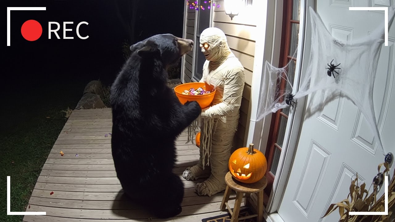 Bears scared by halloween decorations 🐻 Caught on camera CCTV (Ep.3)