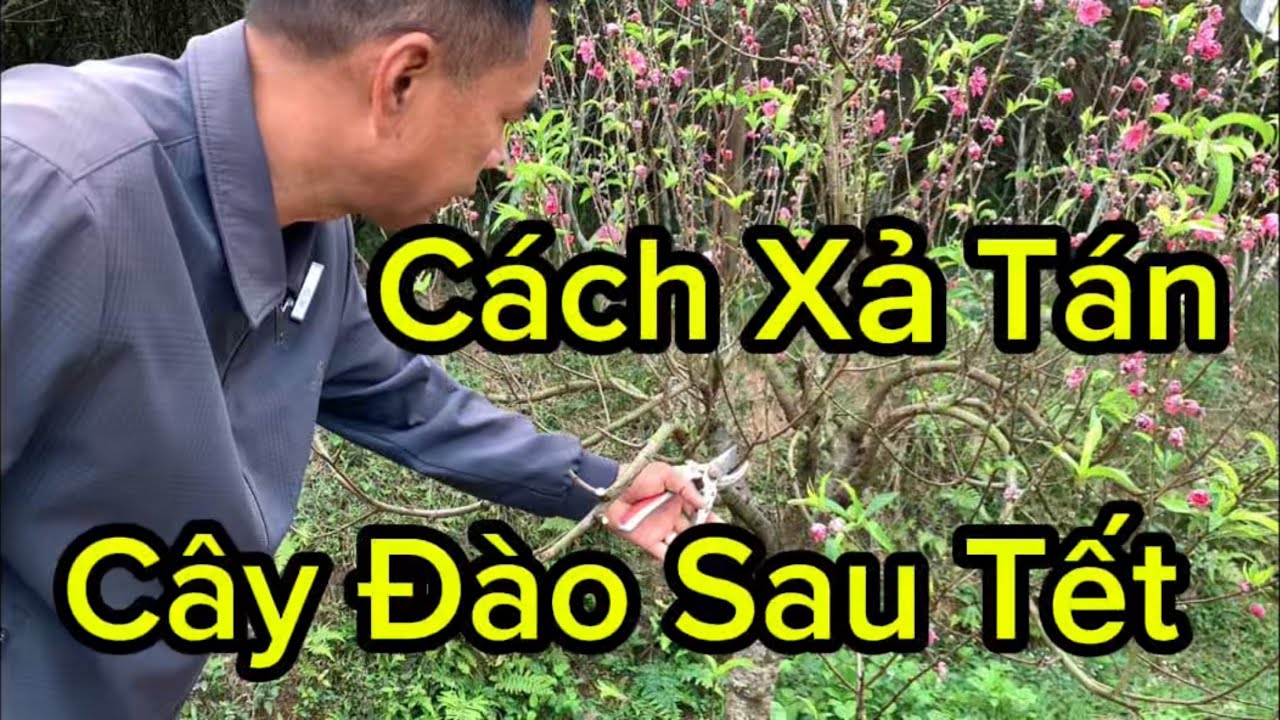 Cách Xả Tán Cây Đào Sau Tết Chuẩn Kỹ Thuật 