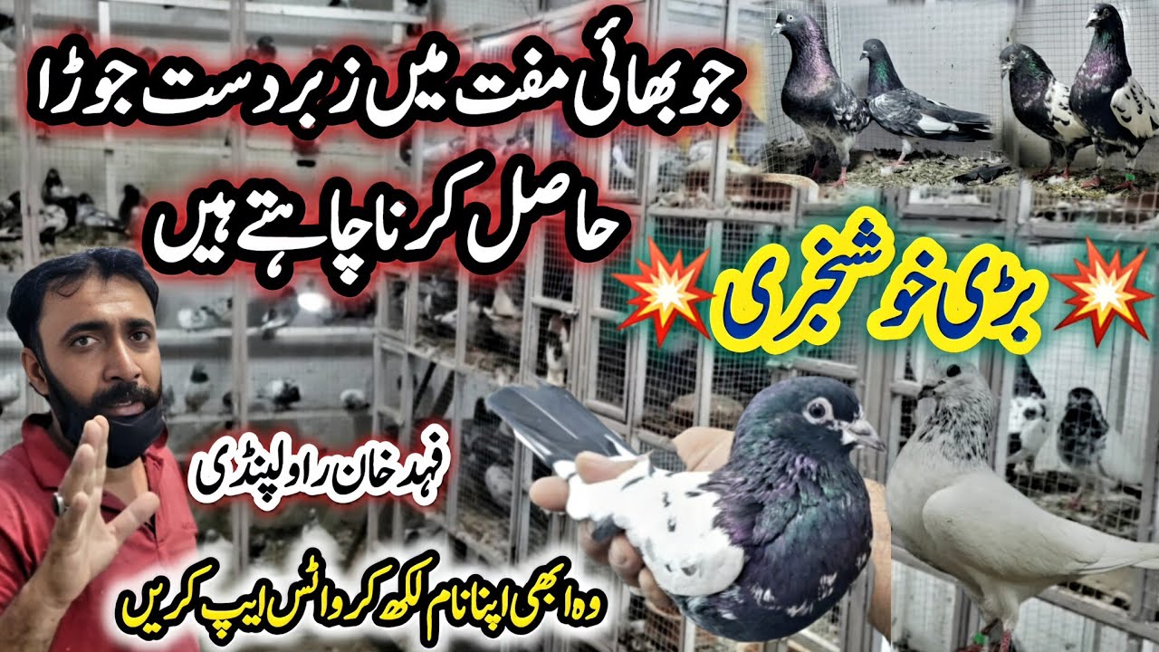 High Class Kabootar ki Khobsurat Collection 🔥 || 0346-594-594-0 || Free Gift Jora 💯