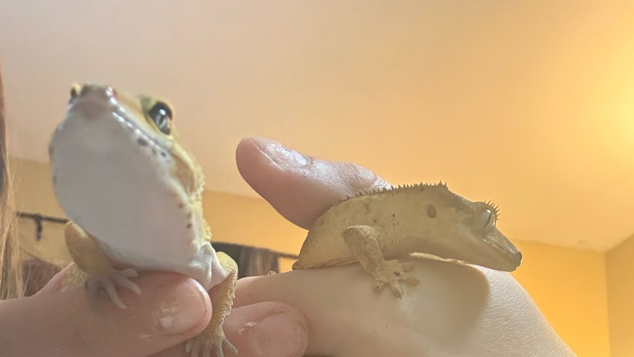 Reptile night routine 