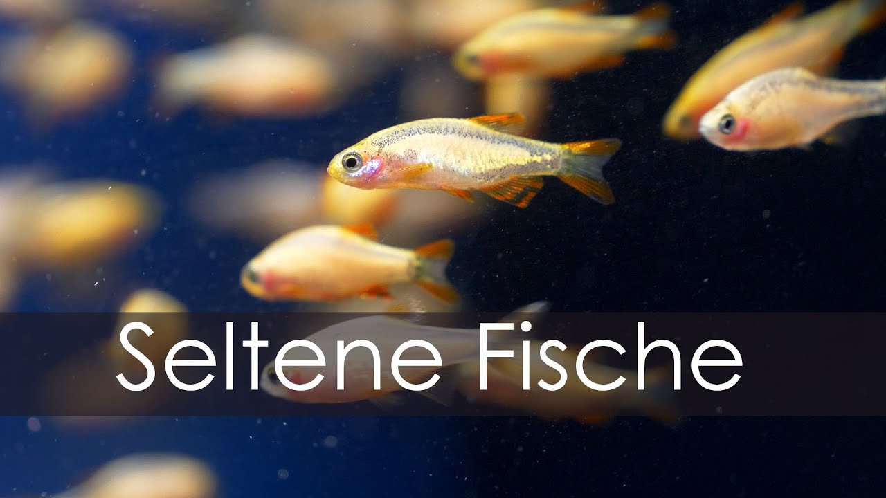 Nur 150 Fische f&uuml;r ganz Deutschland - Unsere Fisch-Rarit&auml;ten | Mini-Unboxing | Aquado-Zoo Dortmund