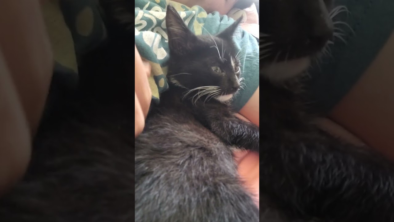 Things to know about Finnie the Kitten