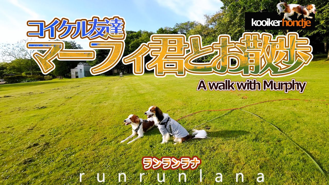 #62 希少犬コイケル友達マーフィ君とお散歩　コーイケルホンディエ