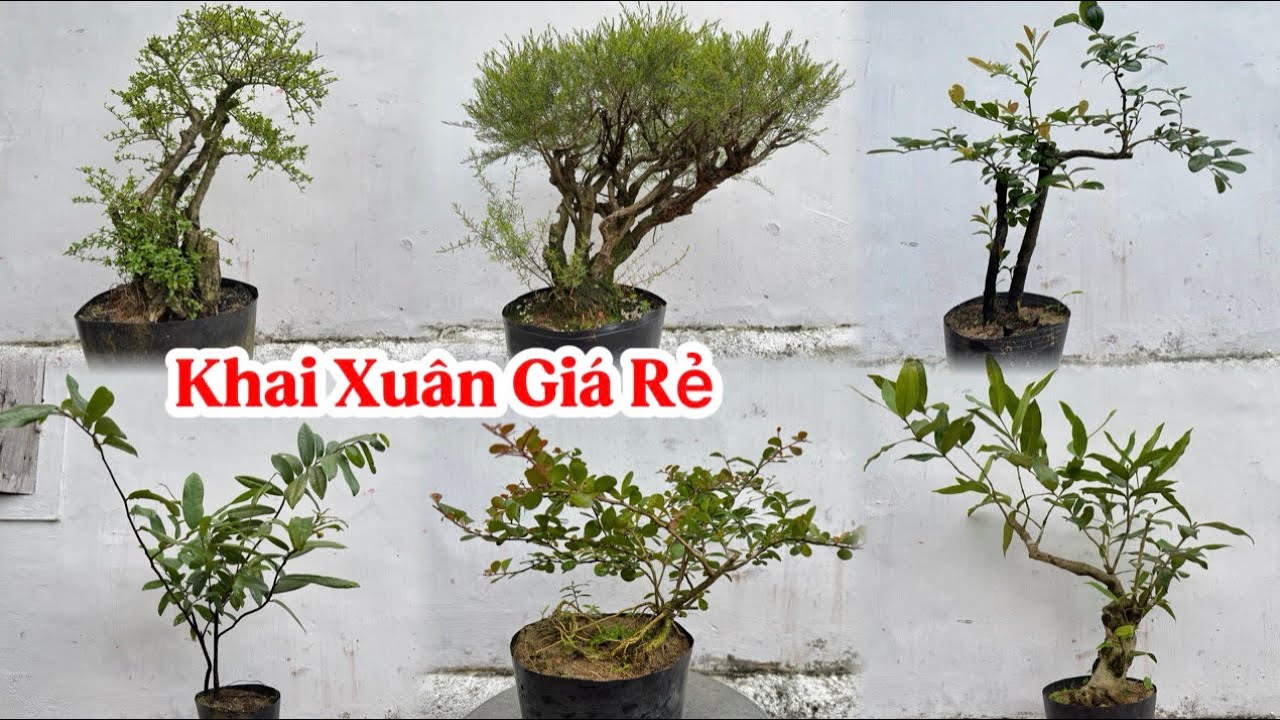 22/02/2026. {KHAI XUÂN GIÁ RẺ}  GL LÔ CÂY CẢNH THUẦN CHẬU CÁC LOẠI