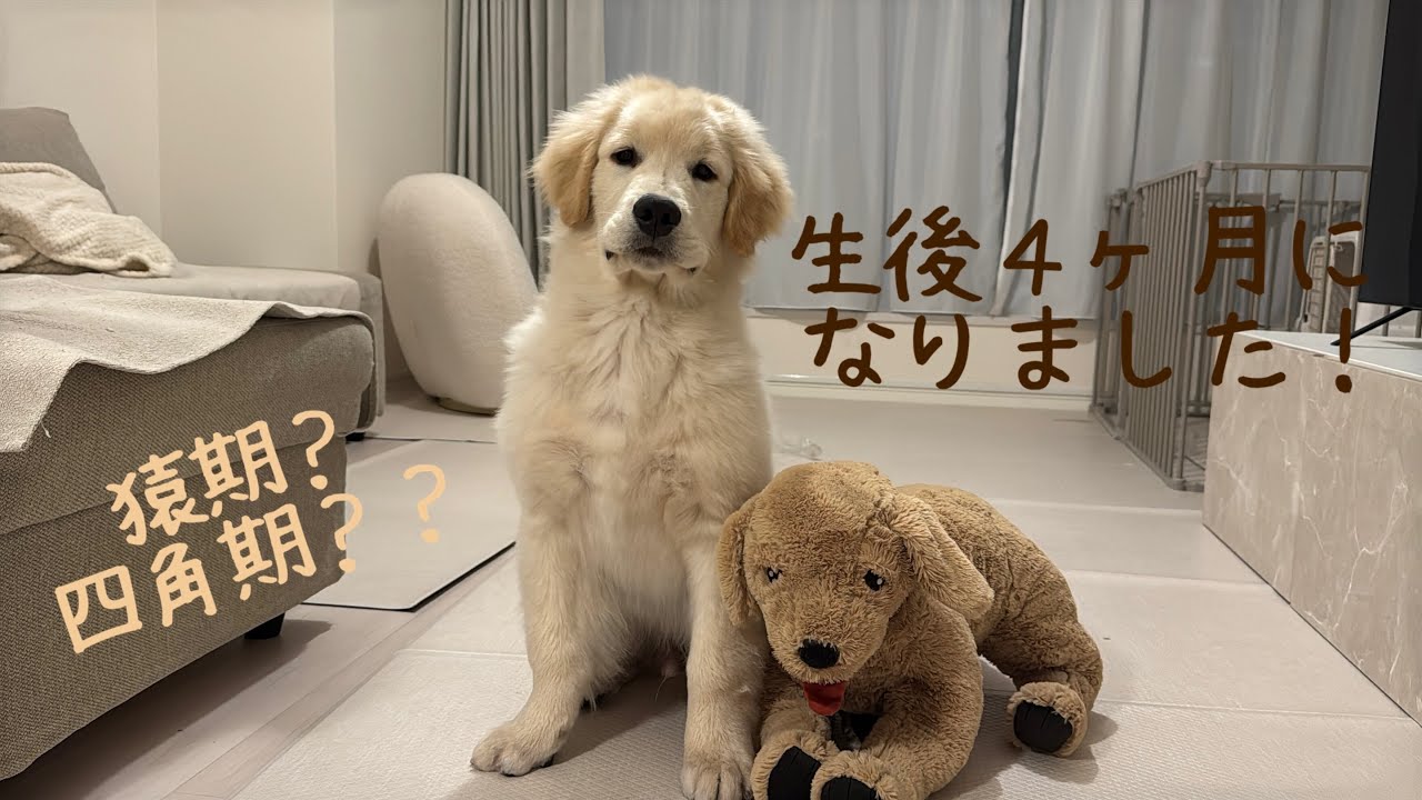 【生後４ヶ月ゴールデンレトリバー】生後４ヶ月になりました！なんか四角い…？？