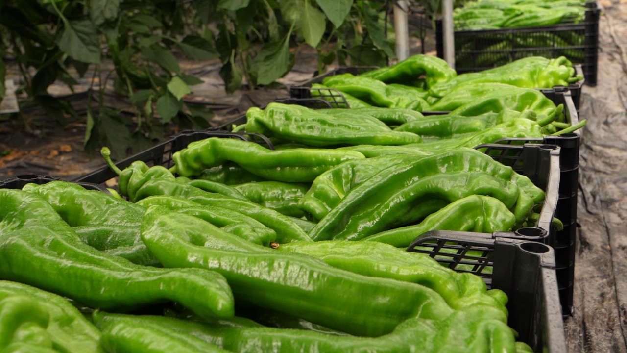 HM CLAUSE IBÉRICA, Piamonte – Pimiento italiano verde, Almería