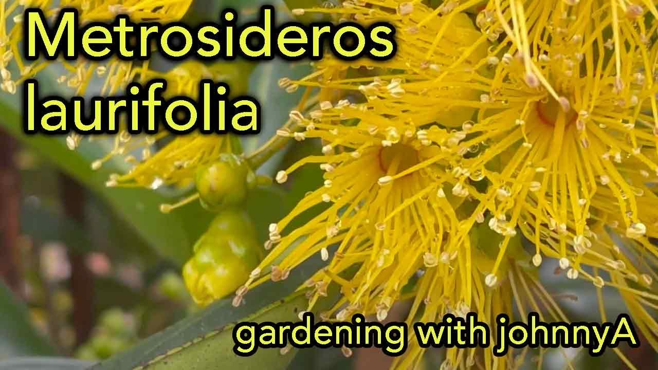 Metrosideros laurifolia var  laurifolia.  A medium sized tree, yellow flowers that attract bees.