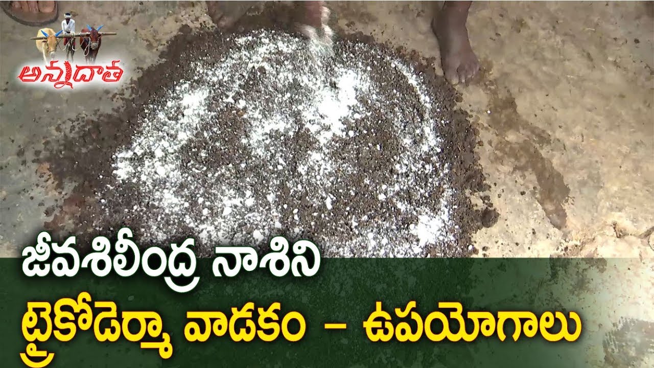 ట్రైకోడెర్మా  ఉపయోగాలు Bio fungicide Tricoderma usage in crops