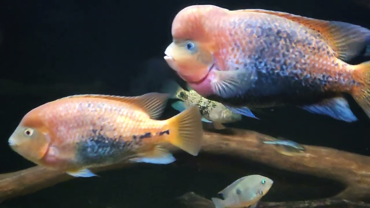Vieja melanurus 
