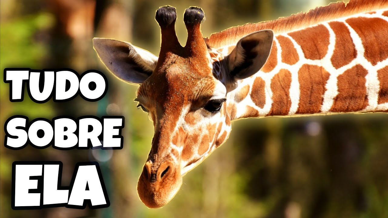 10 Curiosidades Interessantes Sobre as Girafas