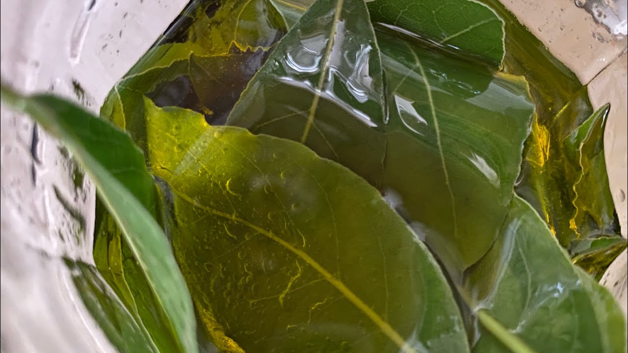 Wunderöl aus Lorbeerblättern / huile miraculeuse de feuilles de laurier