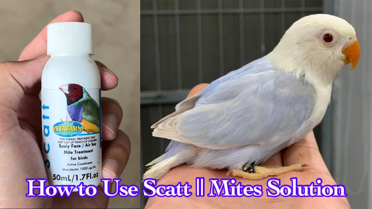 How to use Scatt #lovebirds #mitescontrol