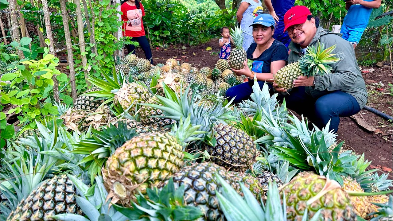 PINEAPPLE SWEET HARVEST: Super Laki, Jackpot sa Presyo, Panalo sa KITA!