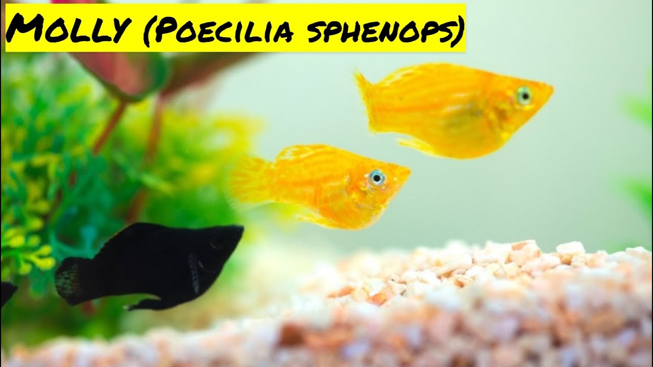 Como criar e Reproduzir o Peixe Molinesia TUDO SOBRE MOLINÉSIAS PARÂMETROS PARA Molly FICAR grávida