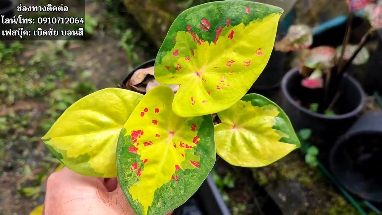 แบ่งปันบอนสียกชุด|เบิดชัย บอนสี