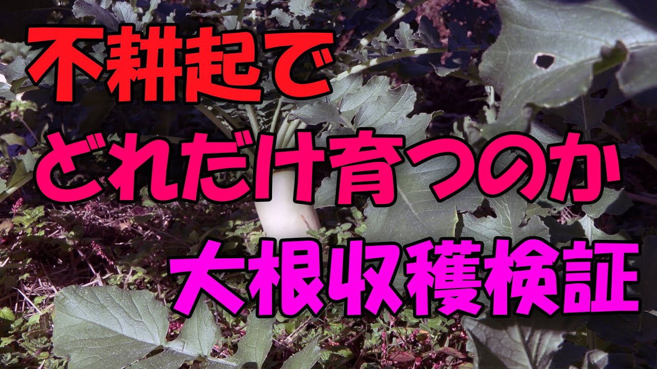 【大根】不耕起でどれだけ育つのか 収穫検証