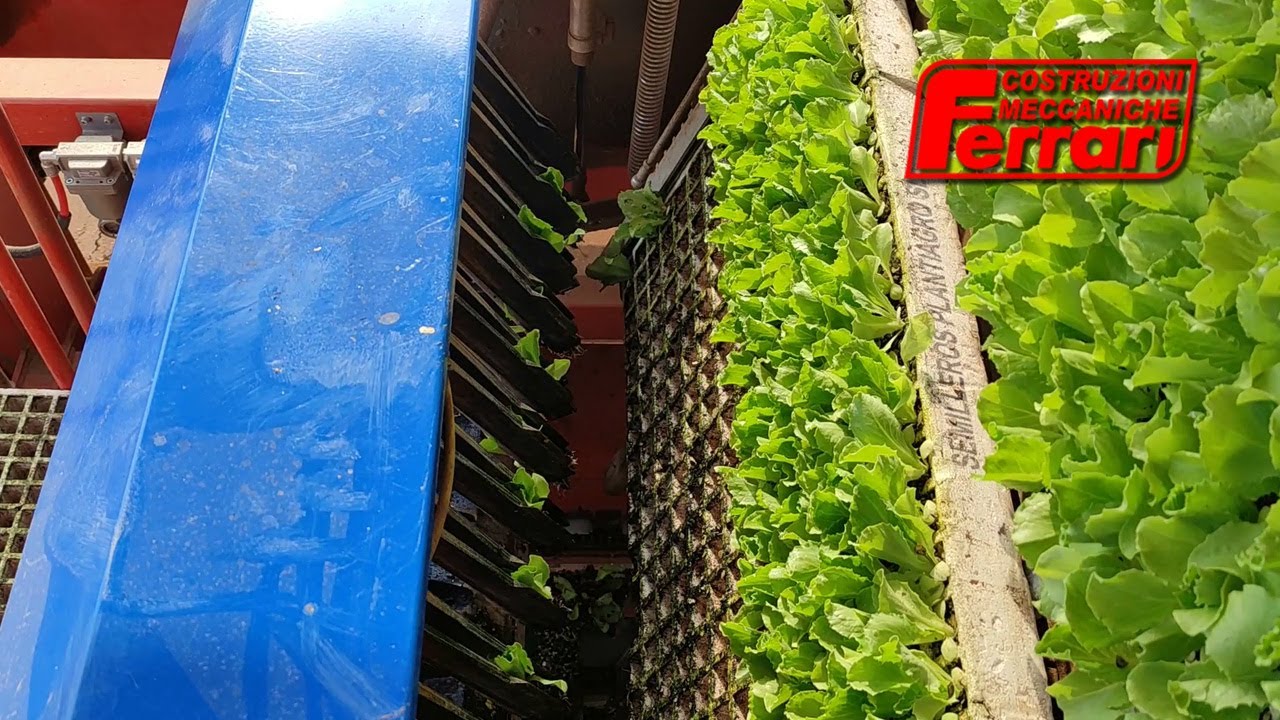 Ferrari Futura Autoplanter – Iceberg transplant