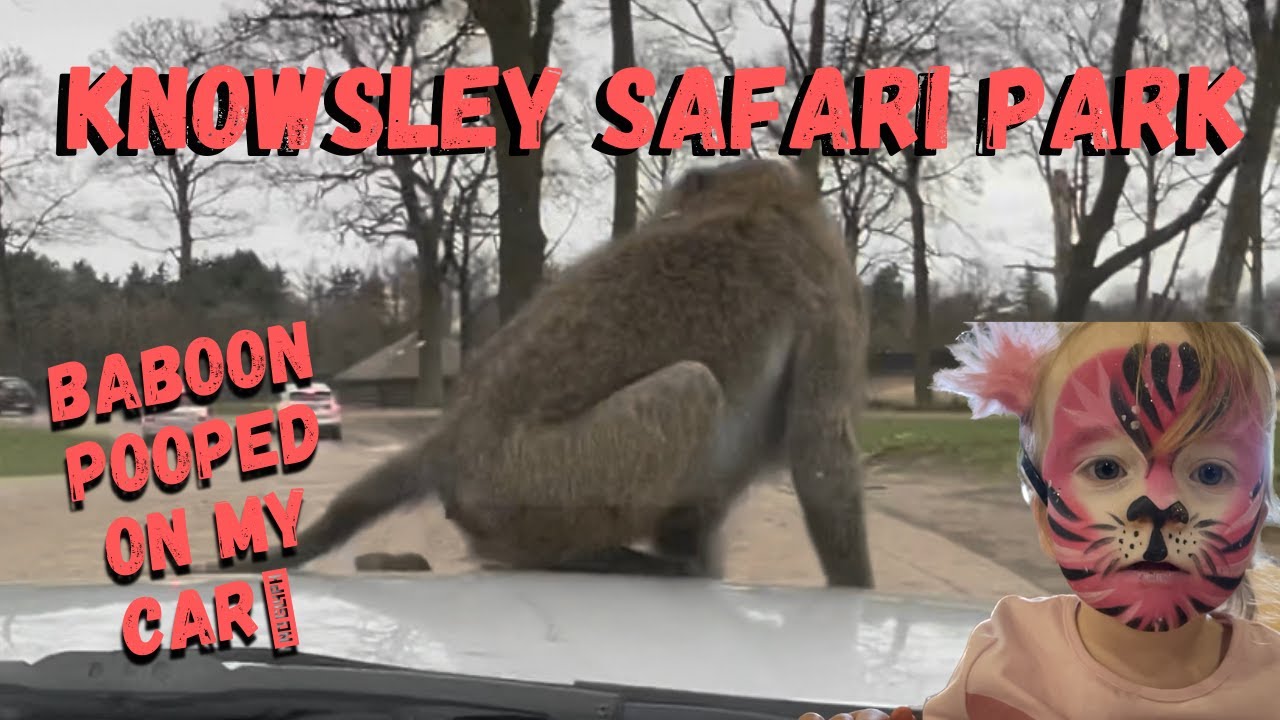 A Baboon POOPED on my car at Knowsley Safari Park