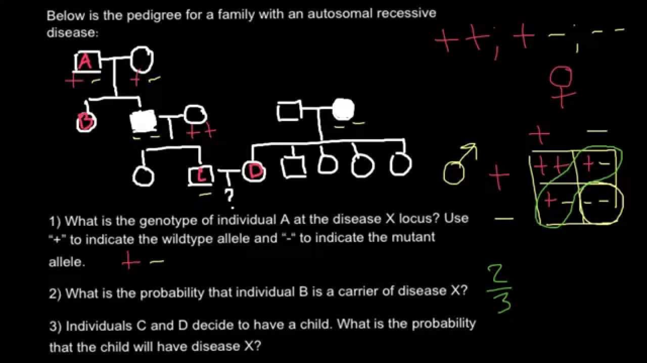 How to read and understand a pedigree