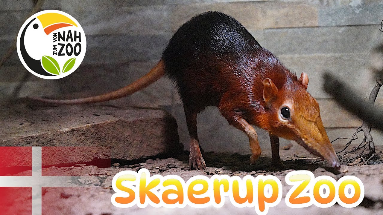 Skaerup Zoo - Artenreich auf kleiner Fläche? - Von Nah zum Zoo 4k
