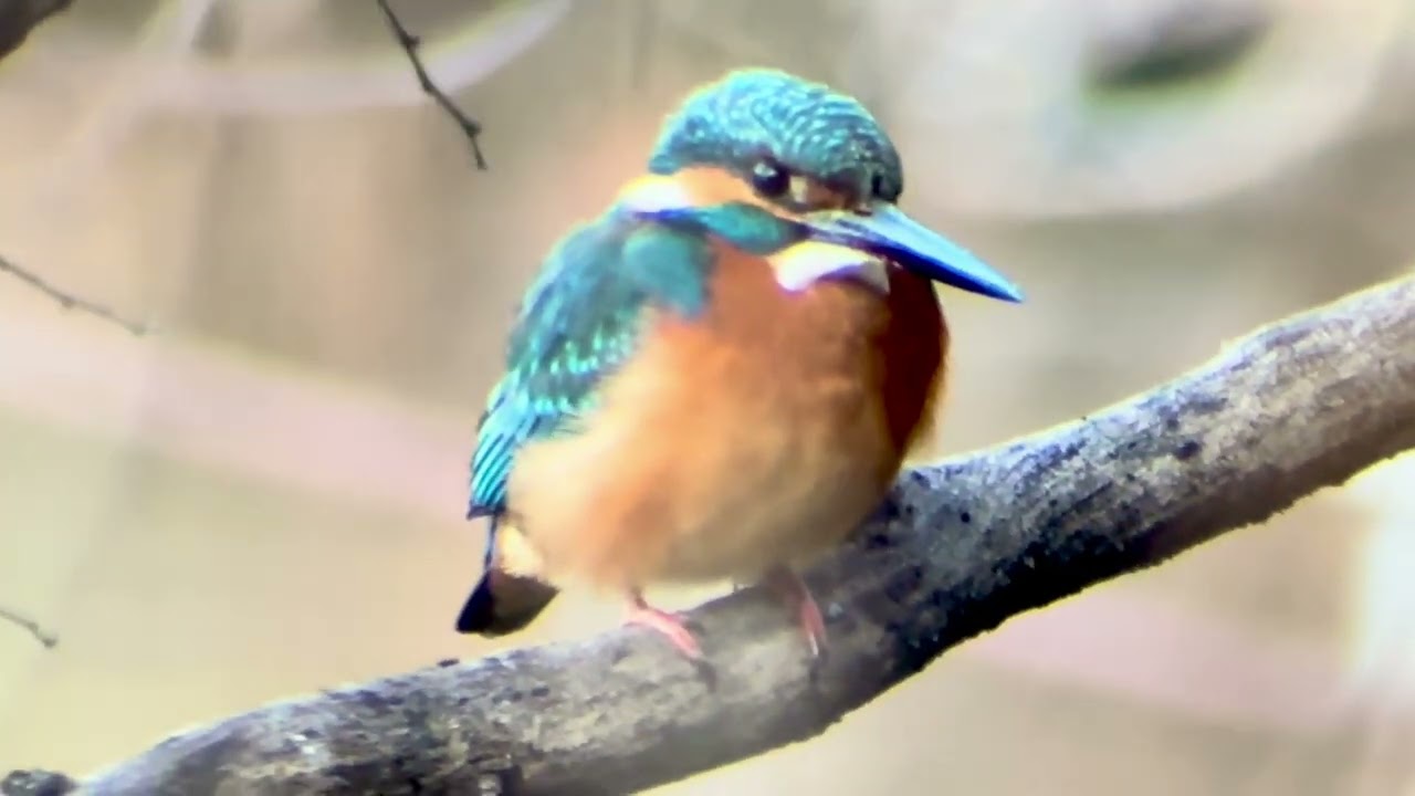 善福寺公園　カワセミ