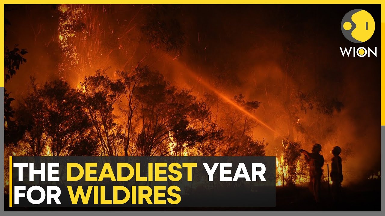 2023, deadliest year for wildfires: Forest fire destroyed 400 million hectares of land worldwide