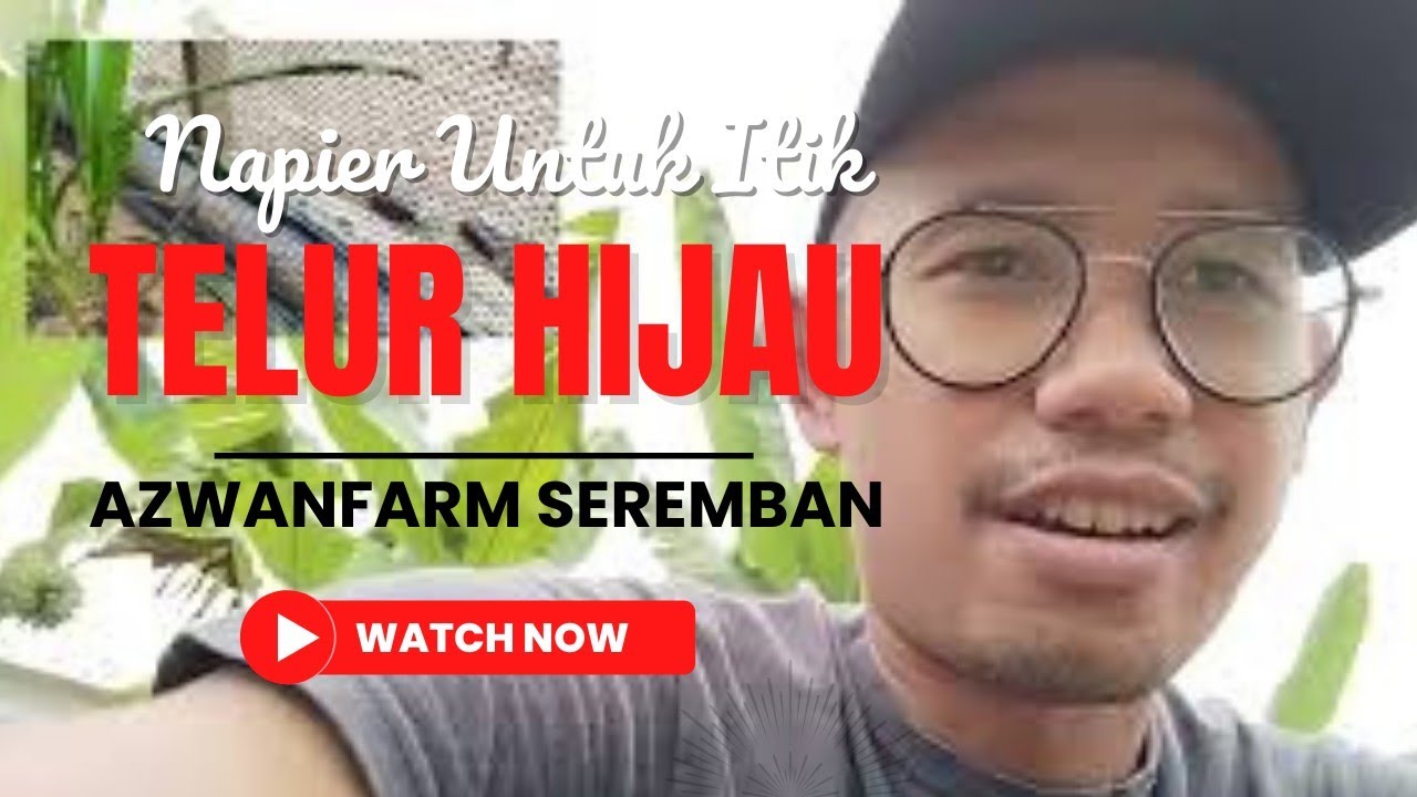Itik Makan Napier | Azwanfarm