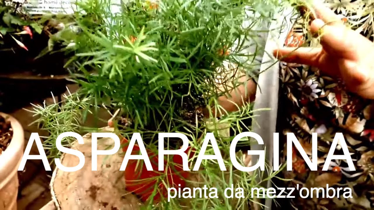 Asparagina pianta da  mezz'ombra per il nostro giardino