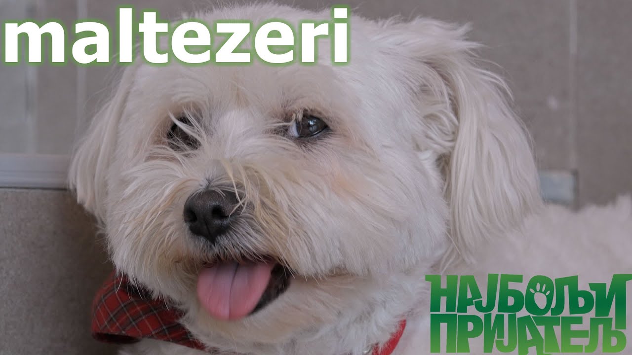 Maltezeri