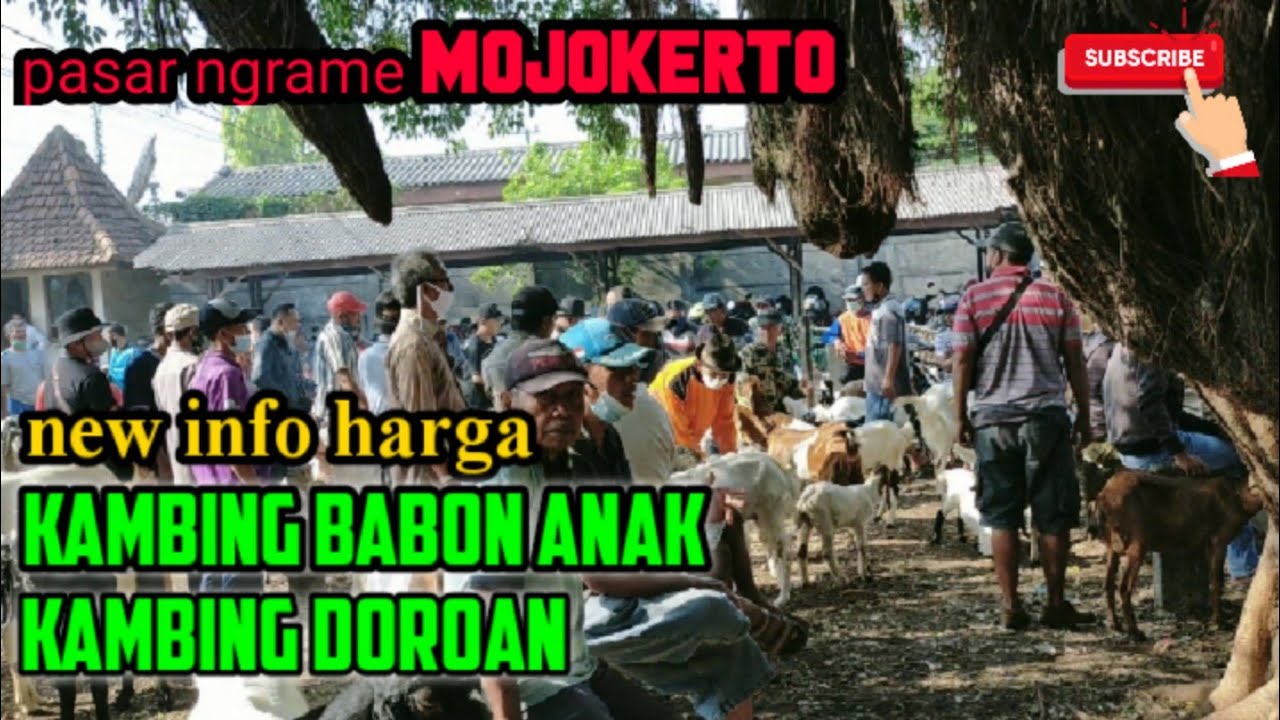 harga kambing babon anak. kambing doroan di mojokerto