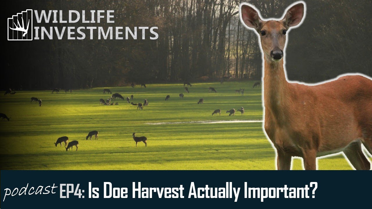 Is Doe Harvest Actually Important?